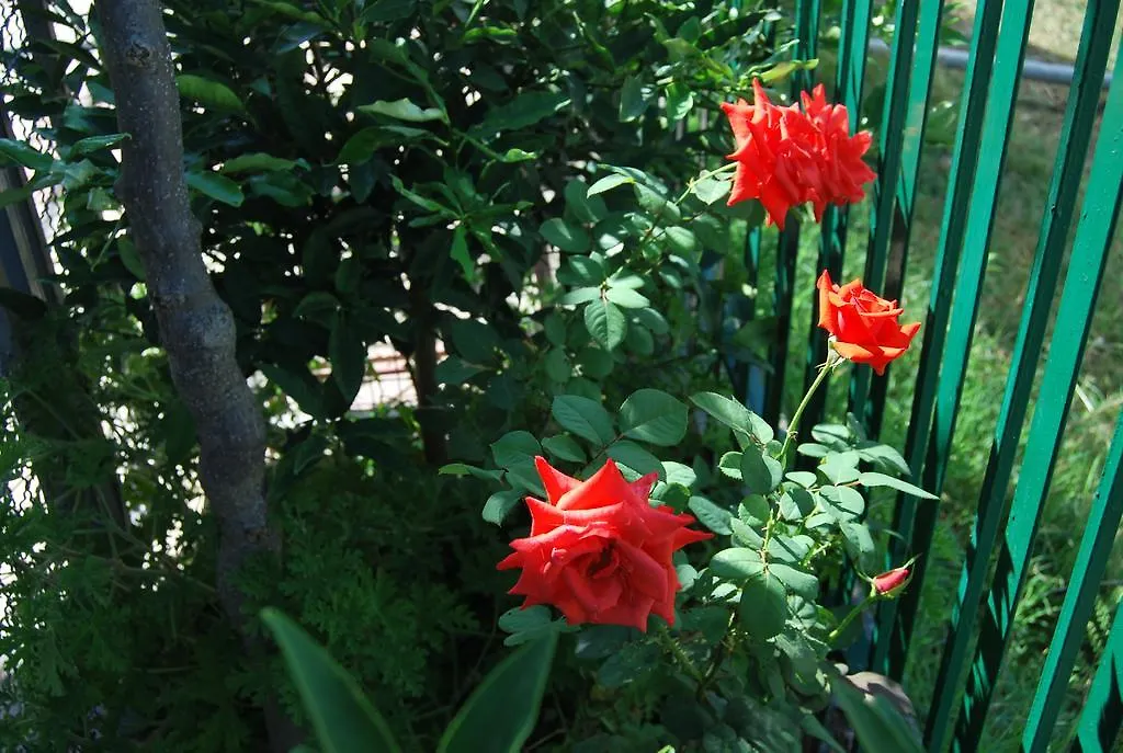 Guest house H And H Guesthouse Velipoje